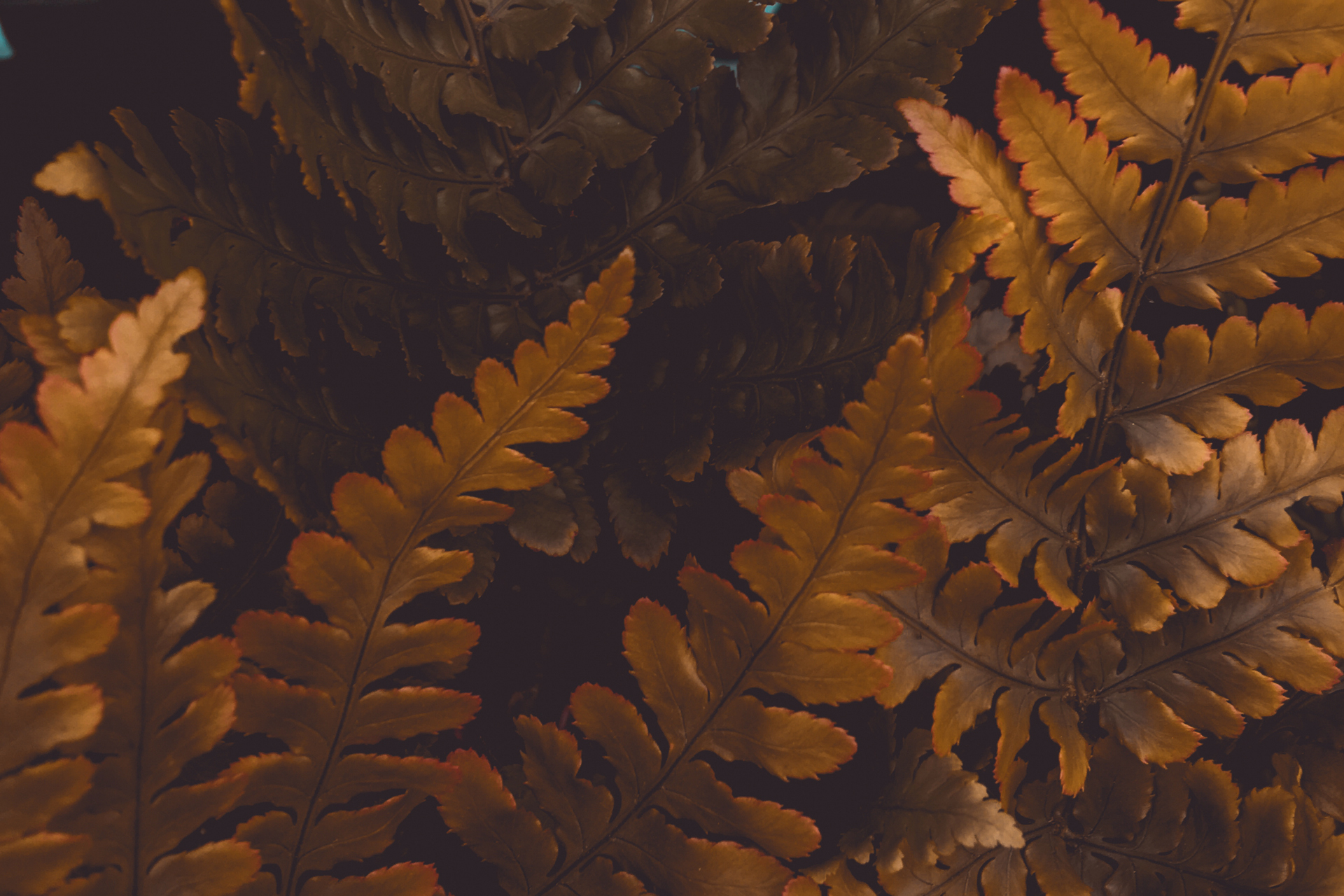 Inspiration til naturaktiviteter